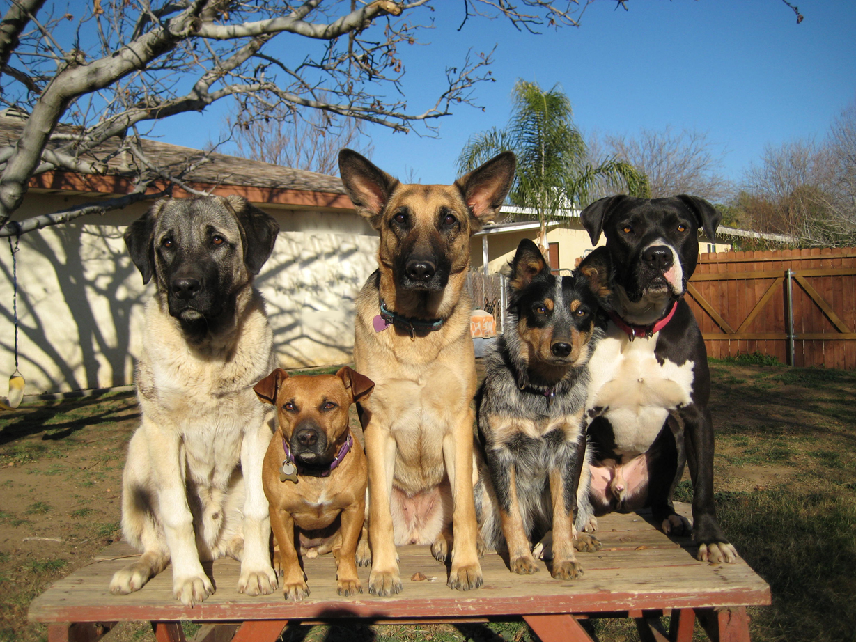 Enlighten Dogs Dog Training, Dog Walking for the Yucaipa, Redlands