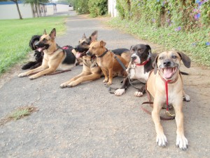 Dog training with Ema includes obedience and socialization with other dogs