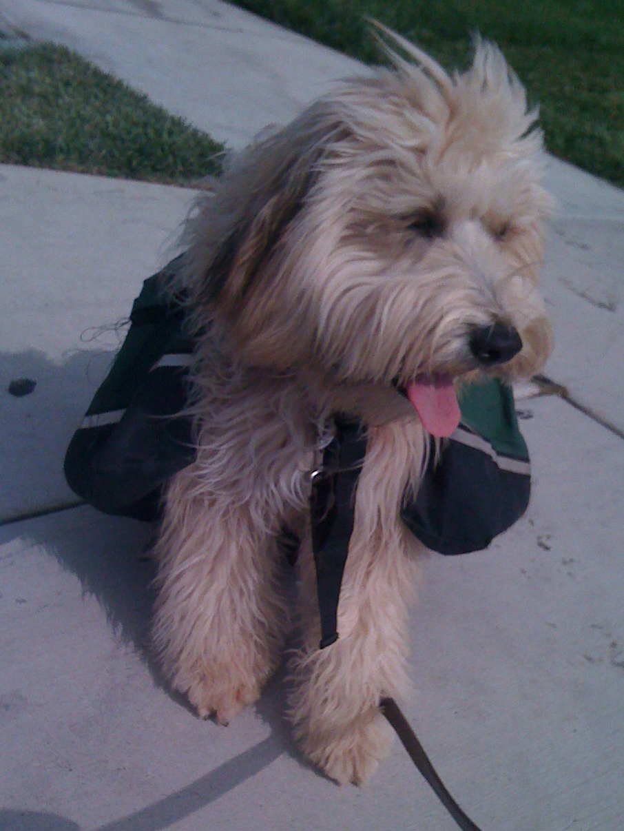 Smootches back pack | Enlighten Dogs Training