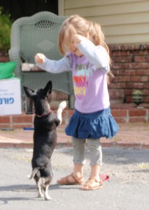 Yucaipa, Redlands, dog training, obedience class, dog socialization