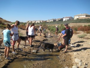 Pack Hikes with Enlighten Dogs